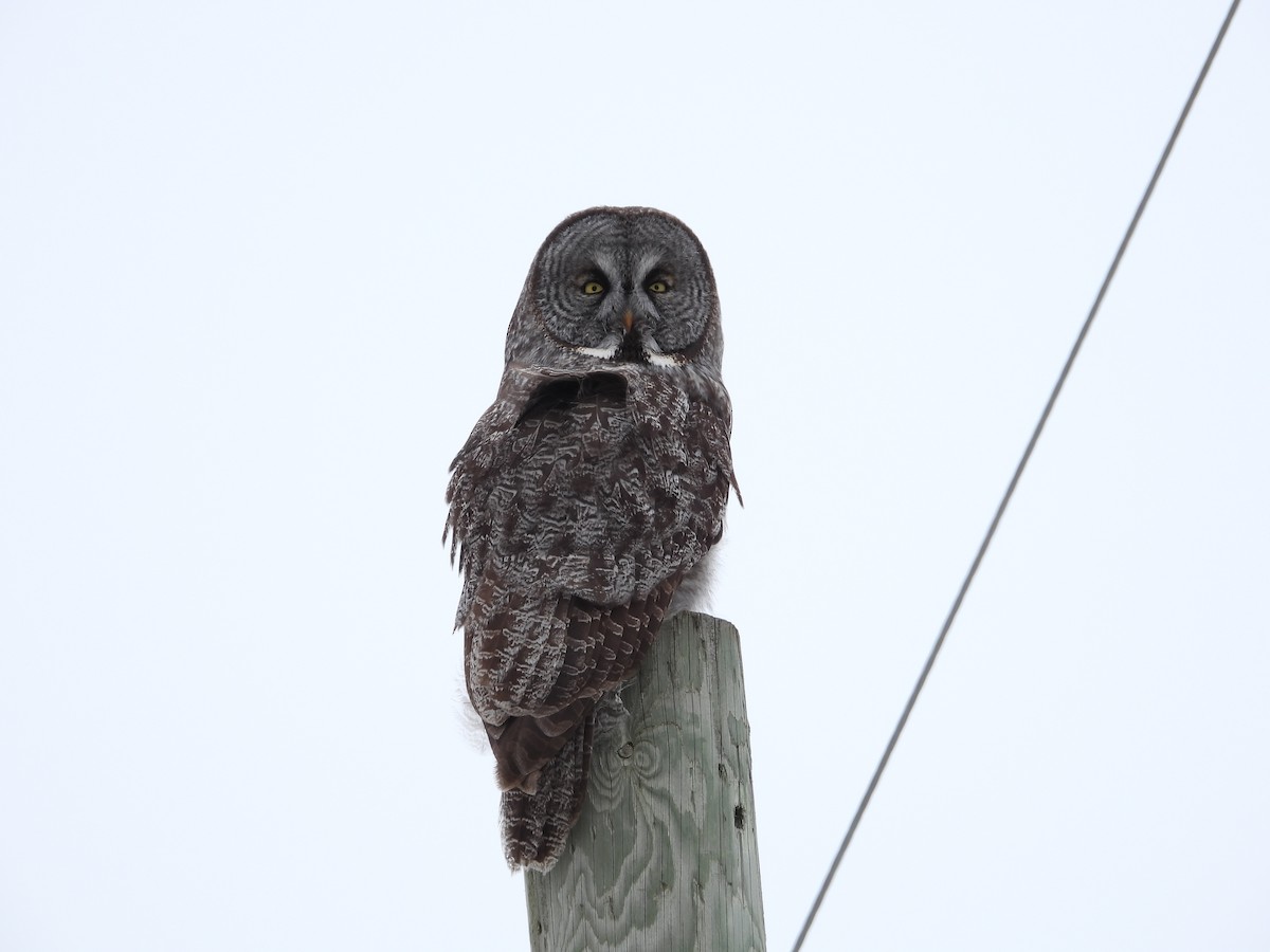 Great Gray Owl - ML631628115