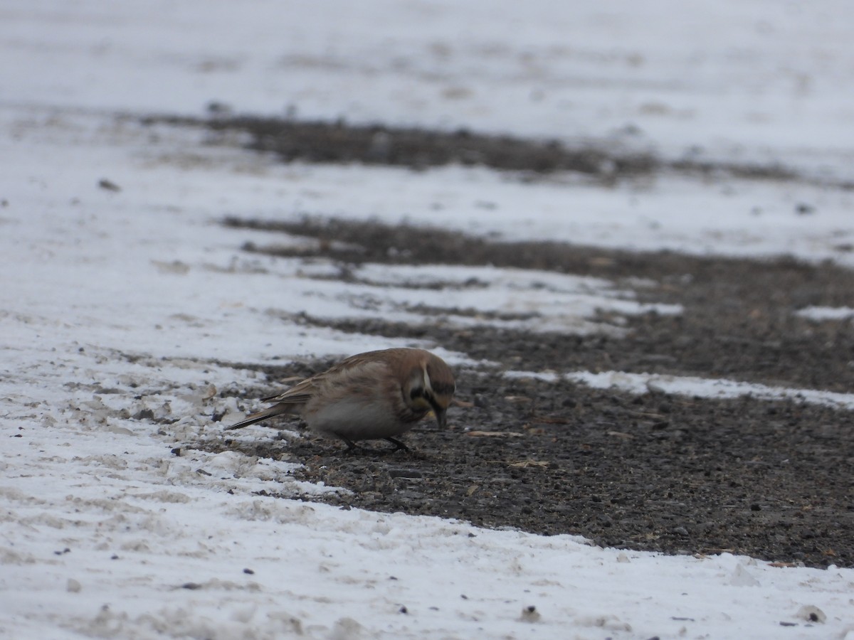 Horned Lark - ML631628194