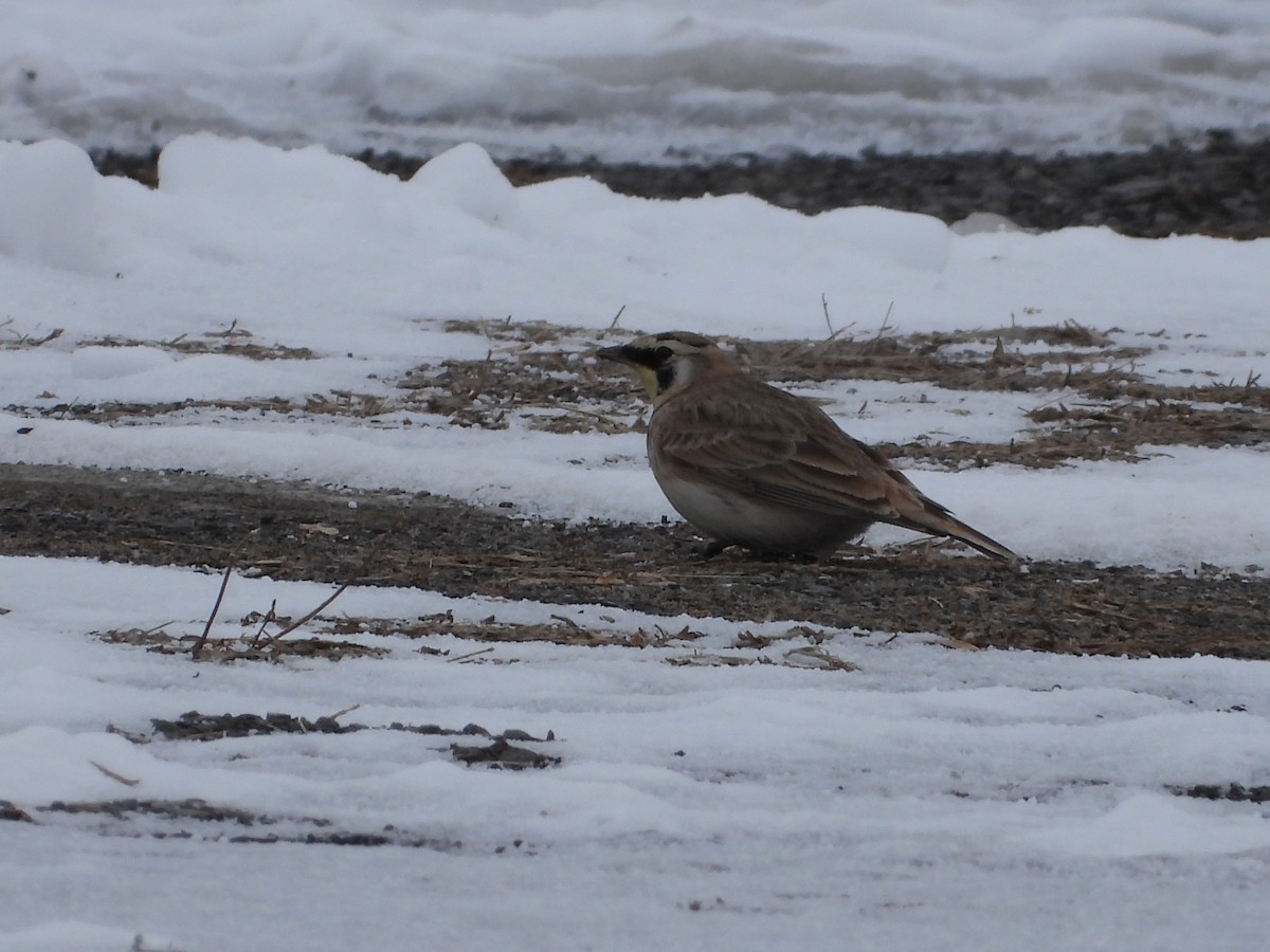 Horned Lark - ML631628195