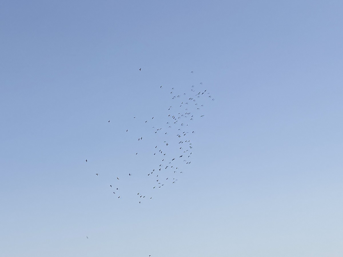 Anhinga - ML631628208