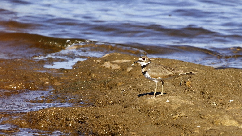 Killdeer - ML631628211