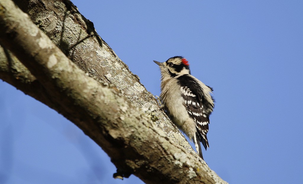 Downy Woodpecker (Eastern) - ML631628231