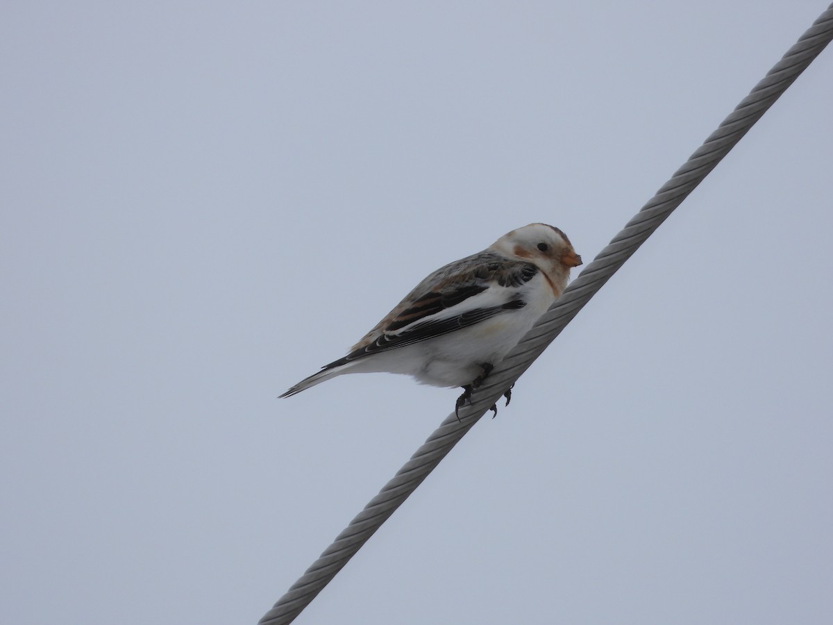 Snow Bunting - ML631628259
