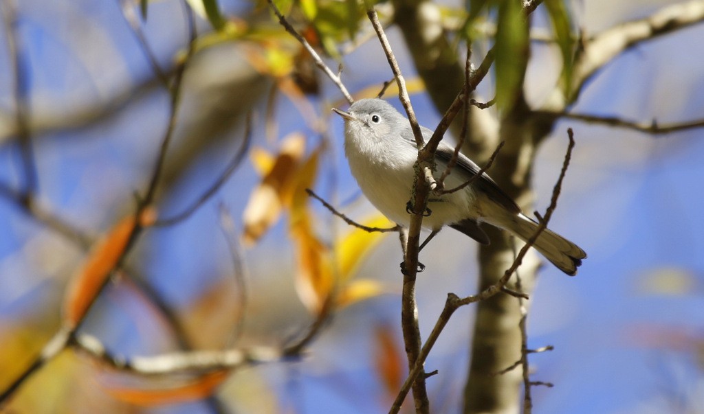 Blue-gray Gnatcatcher - ML631628284