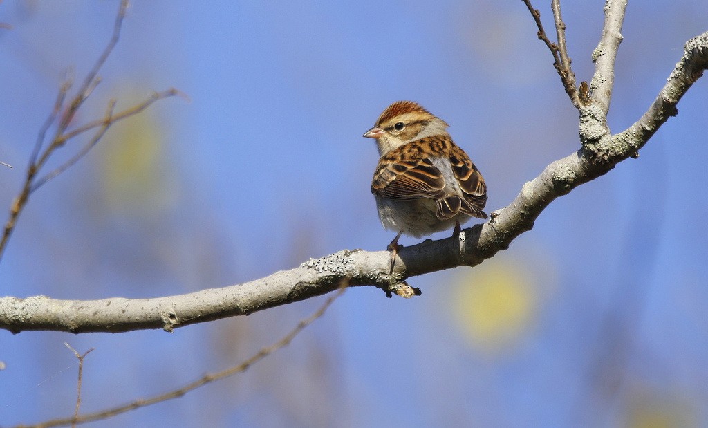 Chipping Sparrow - ML631628299