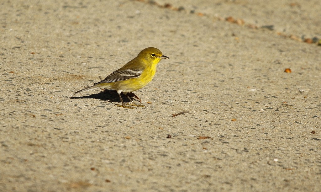 Pine Warbler - ML631628321