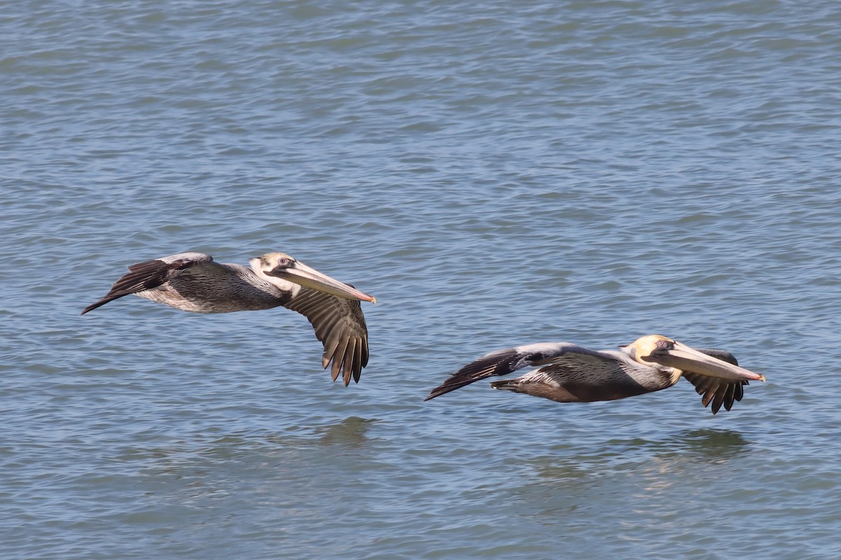 Pélican brun - ML631628391