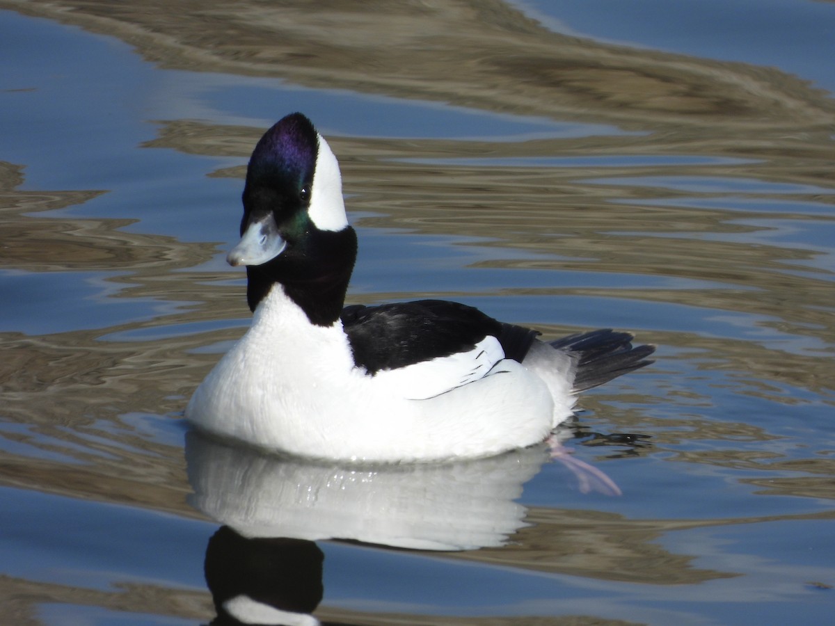 Bufflehead - ML631628642