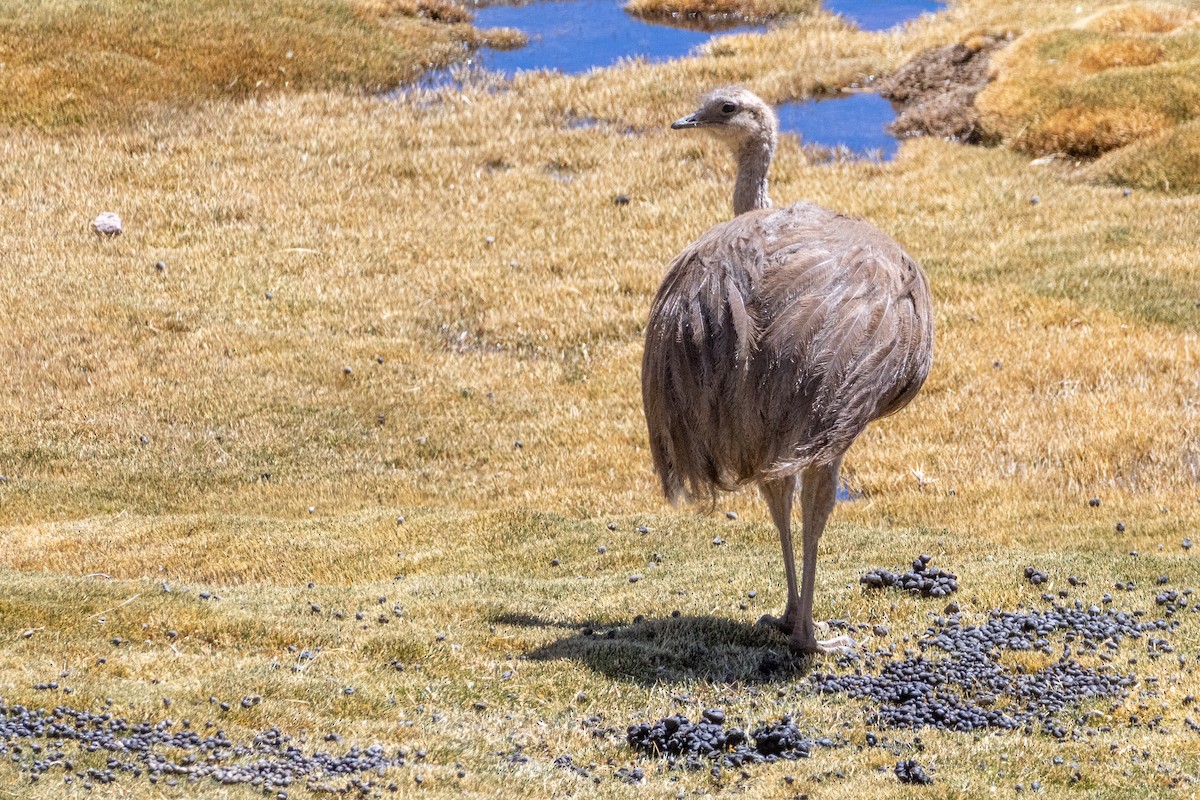 Lesser Rhea (Puna) - ML631628662