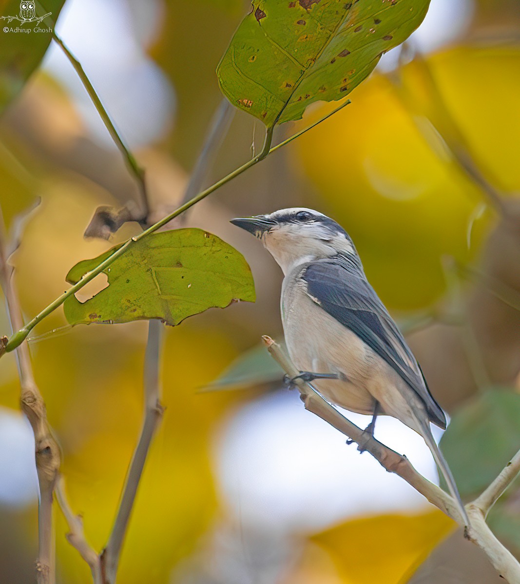 Brown-rumped Minivet - ML631628858