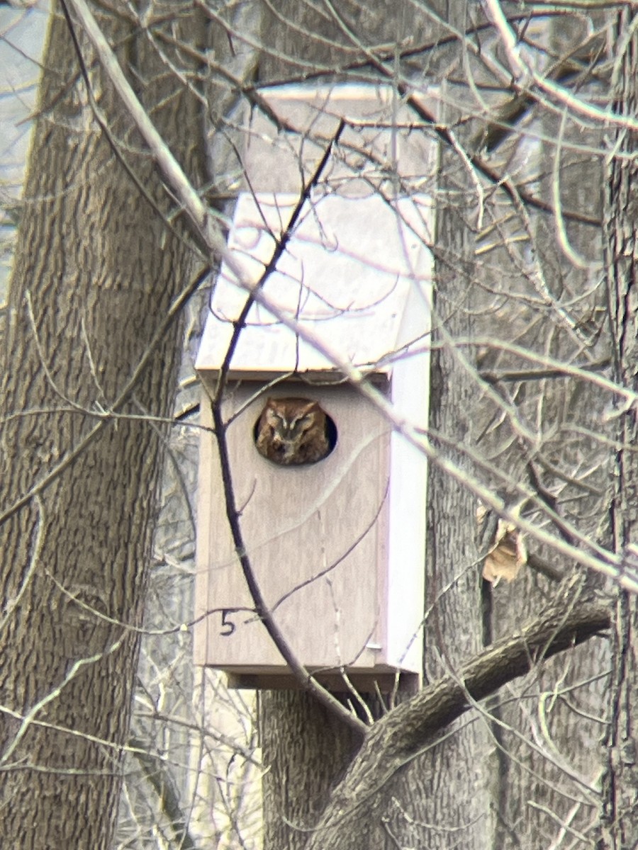Eastern Screech-Owl - ML631628874