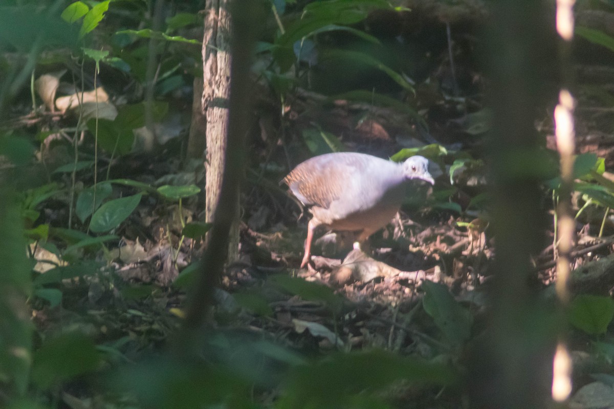 Slaty-breasted Tinamou - ML631628880