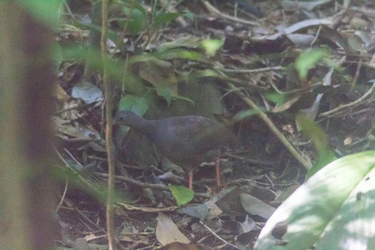 Slaty-breasted Tinamou - ML631628882