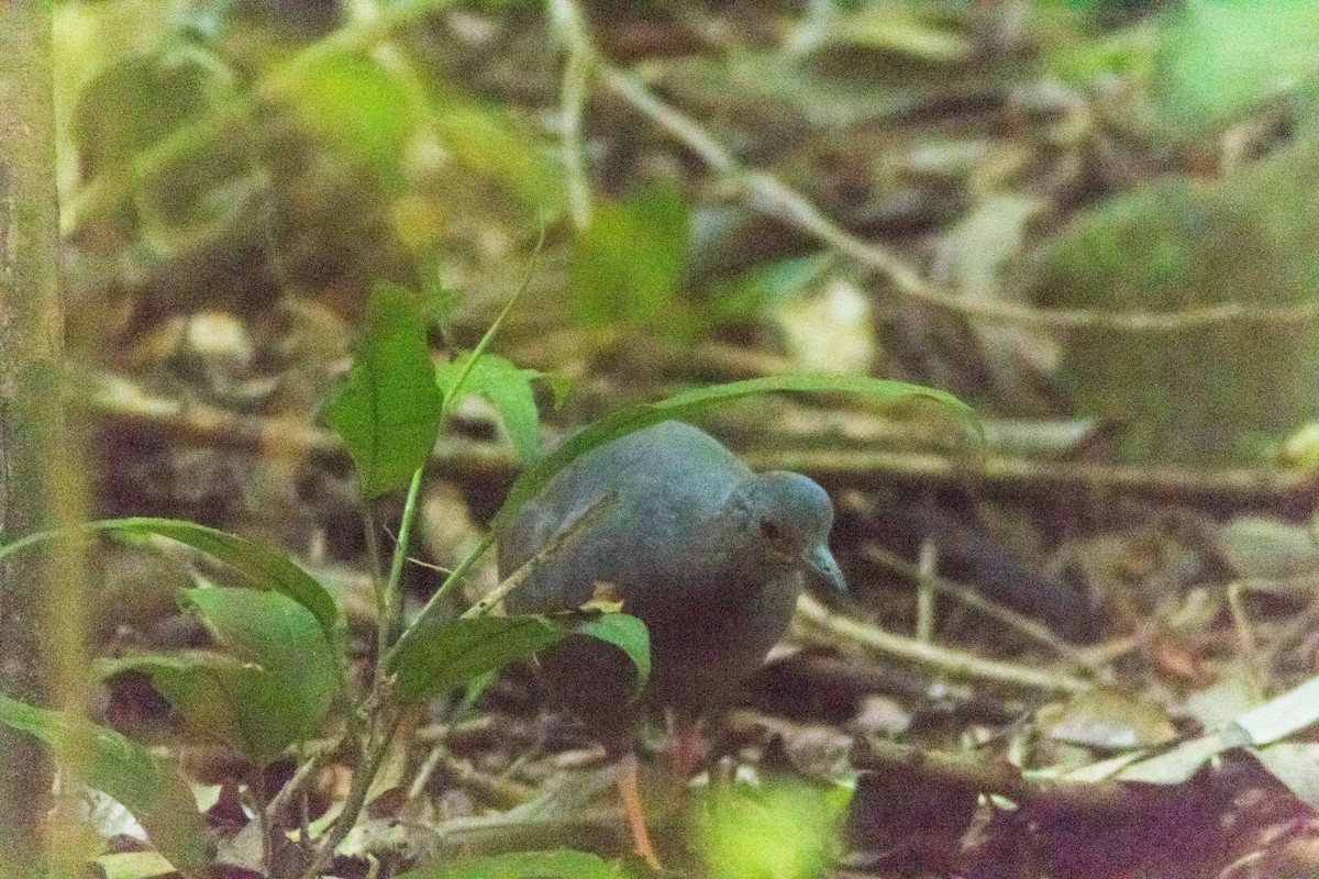 Slaty-breasted Tinamou - ML631628883