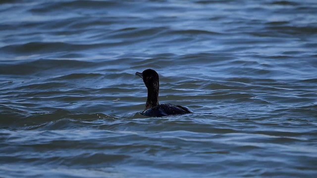 Большой баклан (carbo) - ML631629037