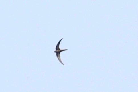 swift sp. - ML631629064
