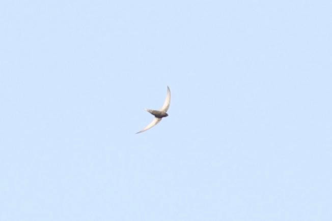 swift sp. - ML631629065