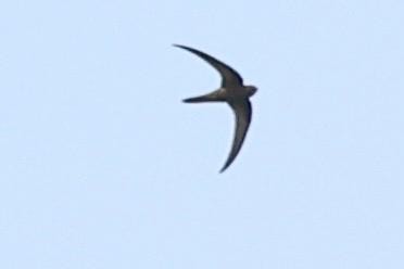 swift sp. - ML631629066