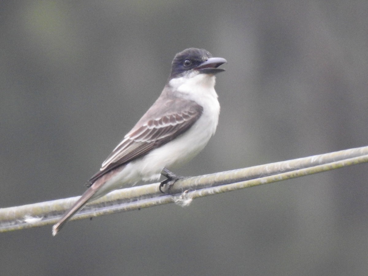 Giant Kingbird - ML631629067