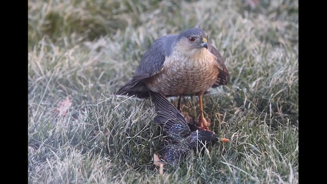 Sharp-shinned Hawk - ML631629092