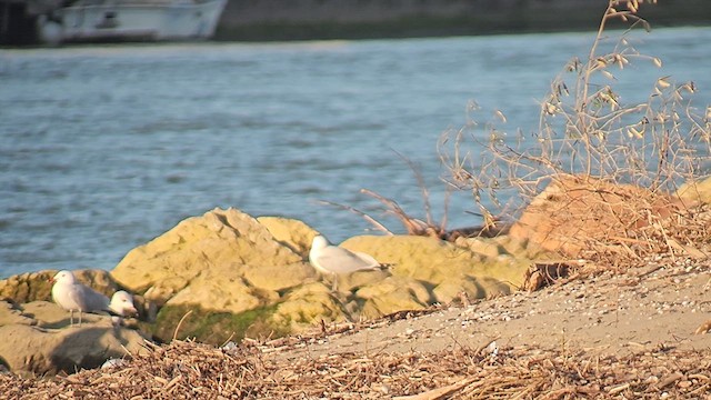 Audouin's Gull - ML631629222