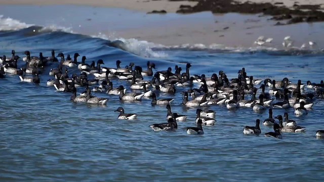 Brant (Atlantic) - ML631629320