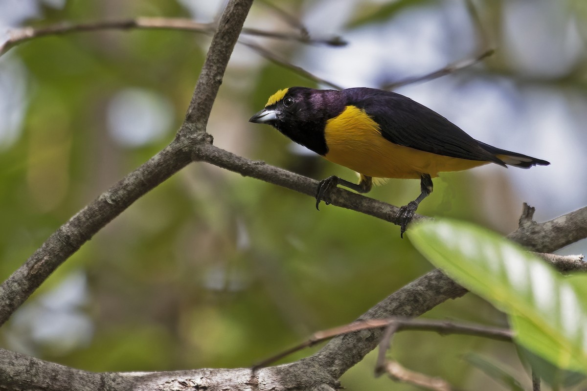Purple-throated Euphonia - ML631629515