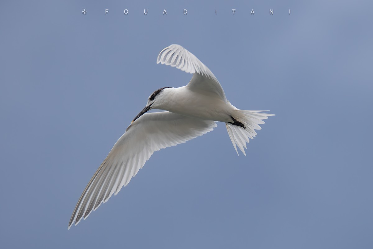 Sandwich Tern - ML631629609