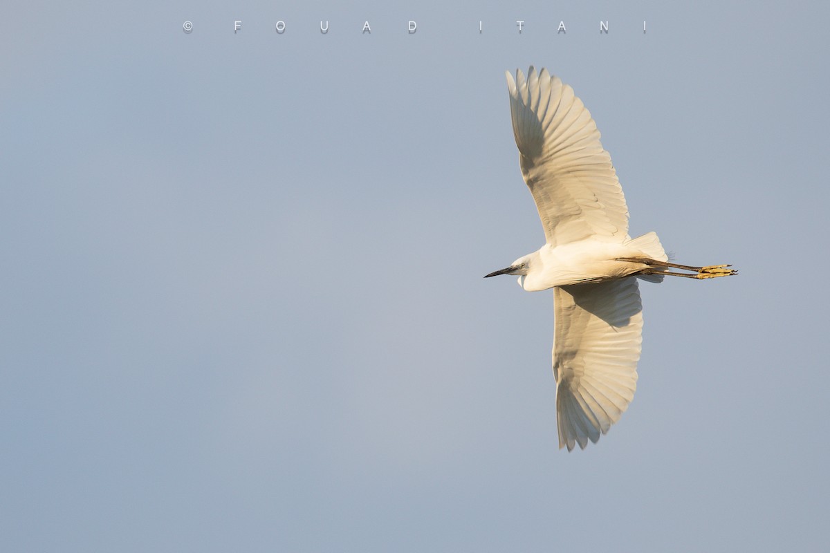 Хурган дэглий - ML631629622