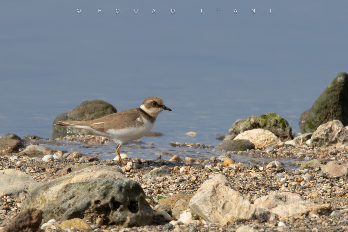 Нарийн хиазат - ML631629629