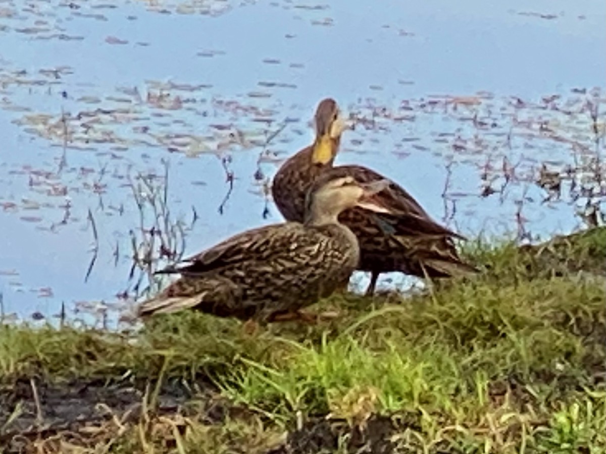 Mallard x Mottled Duck (hybrid) - ML631629659