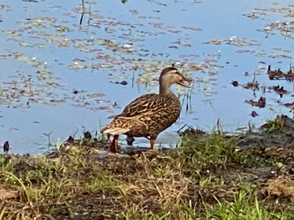 Mallard x Mottled Duck (hybrid) - ML631629660