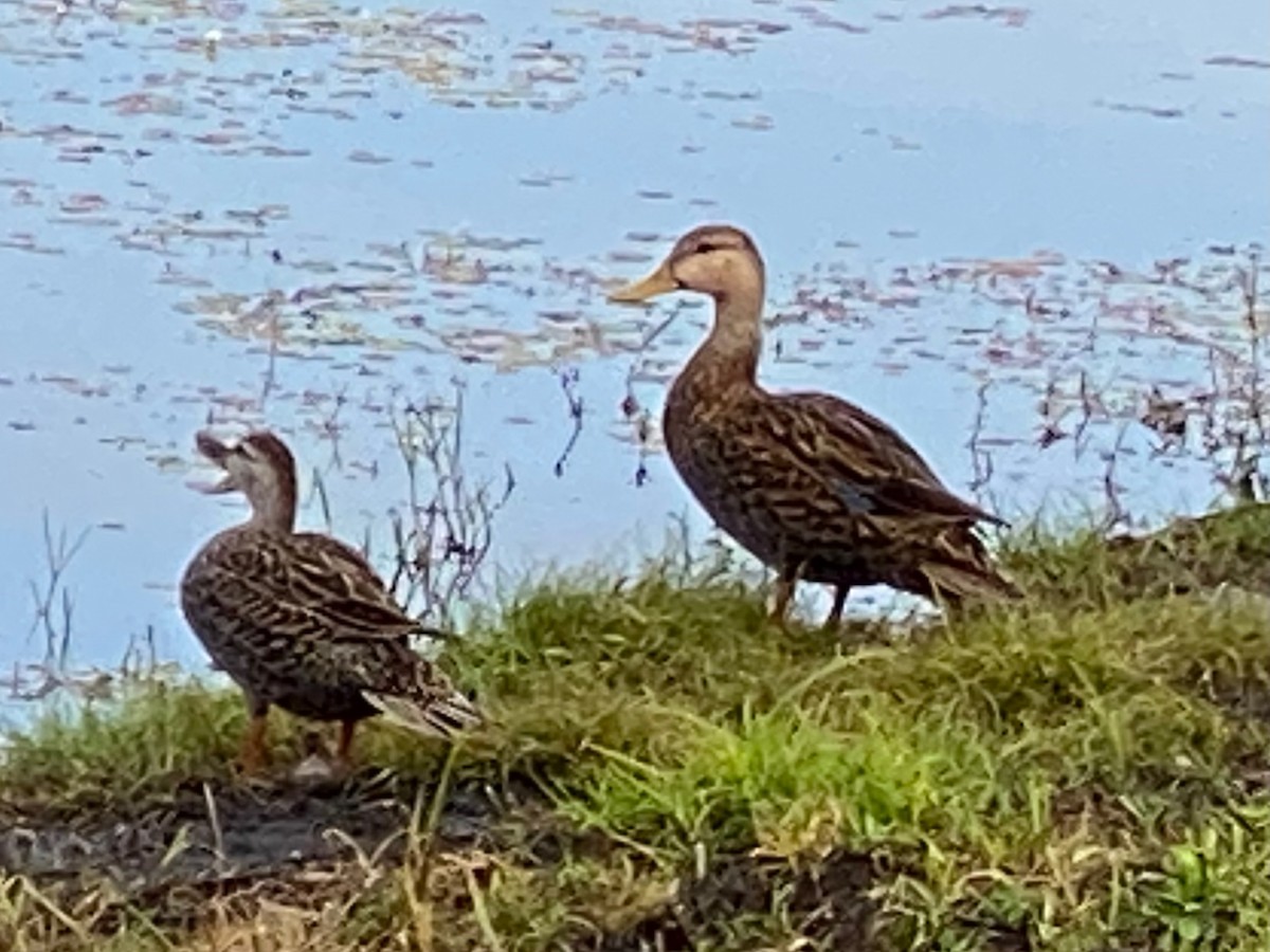 Mottled Duck - ML631629663