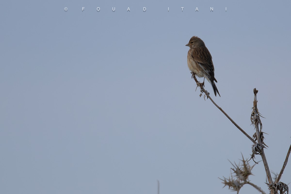 Алтан цэгцүүхэй - ML631629700