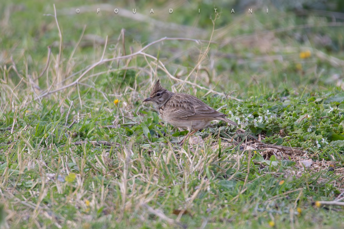 Crested Lark (Crested) - ML631629705
