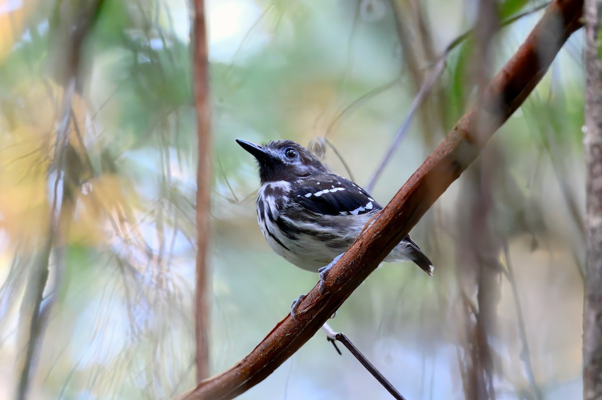 Dot-backed Antbird - ML631629711