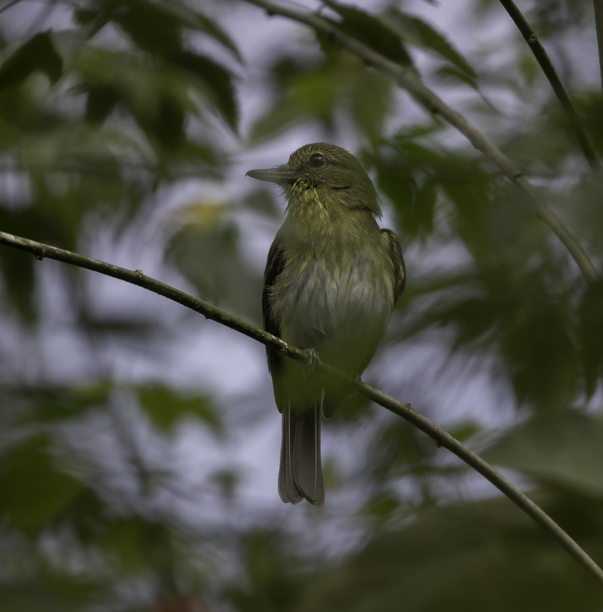Bright-rumped Attila - ML631630014
