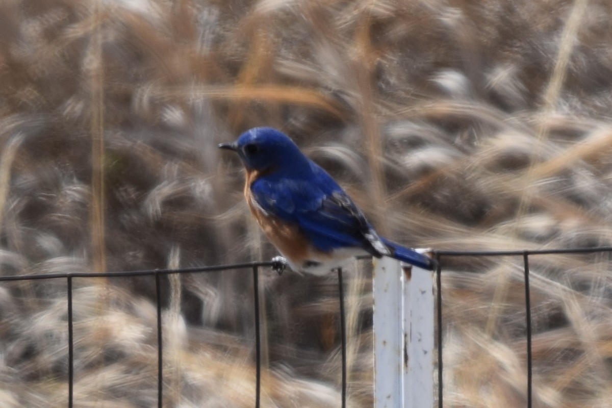 Rotkehl-Hüttensänger - ML631630211