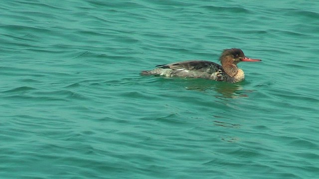 siland - ML631630214