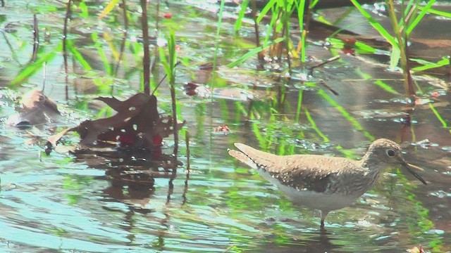 Solitary Sandpiper - ML631630299
