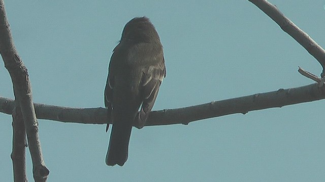 Eastern Wood-Pewee - ML631630304