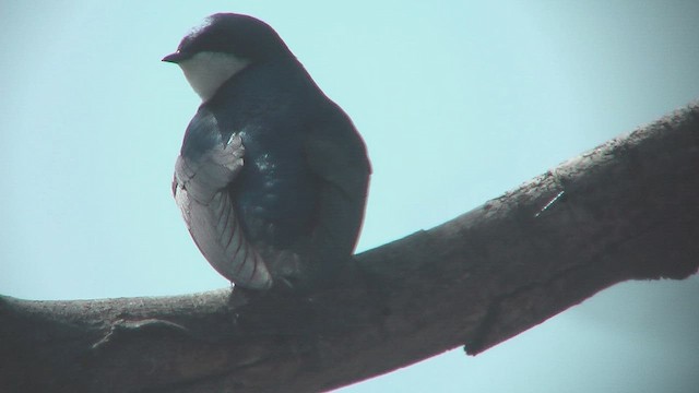 Tree Swallow - ML631630312