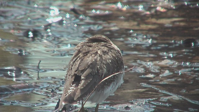 Solitary Sandpiper - ML631630346
