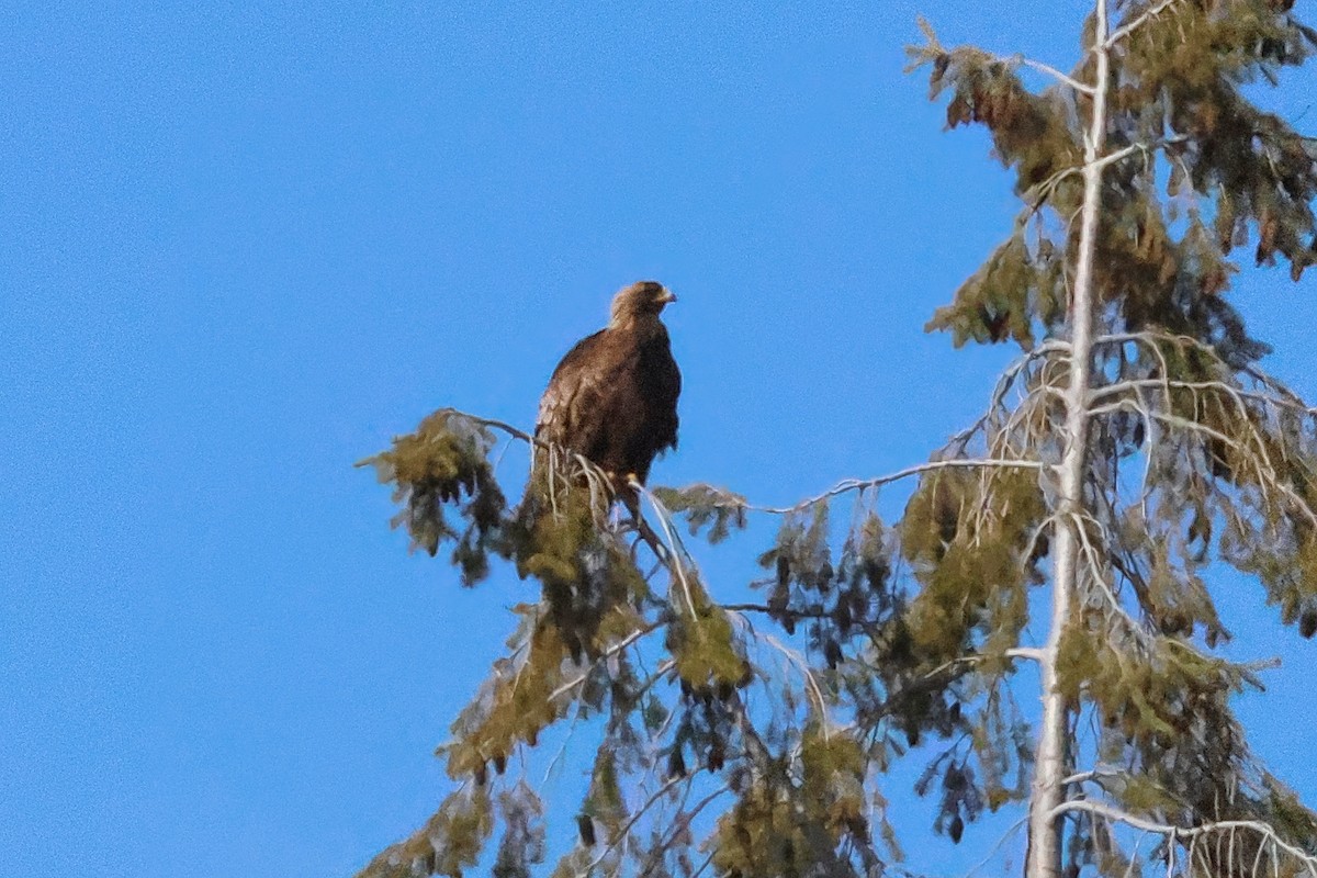 Águila Real - ML631630355