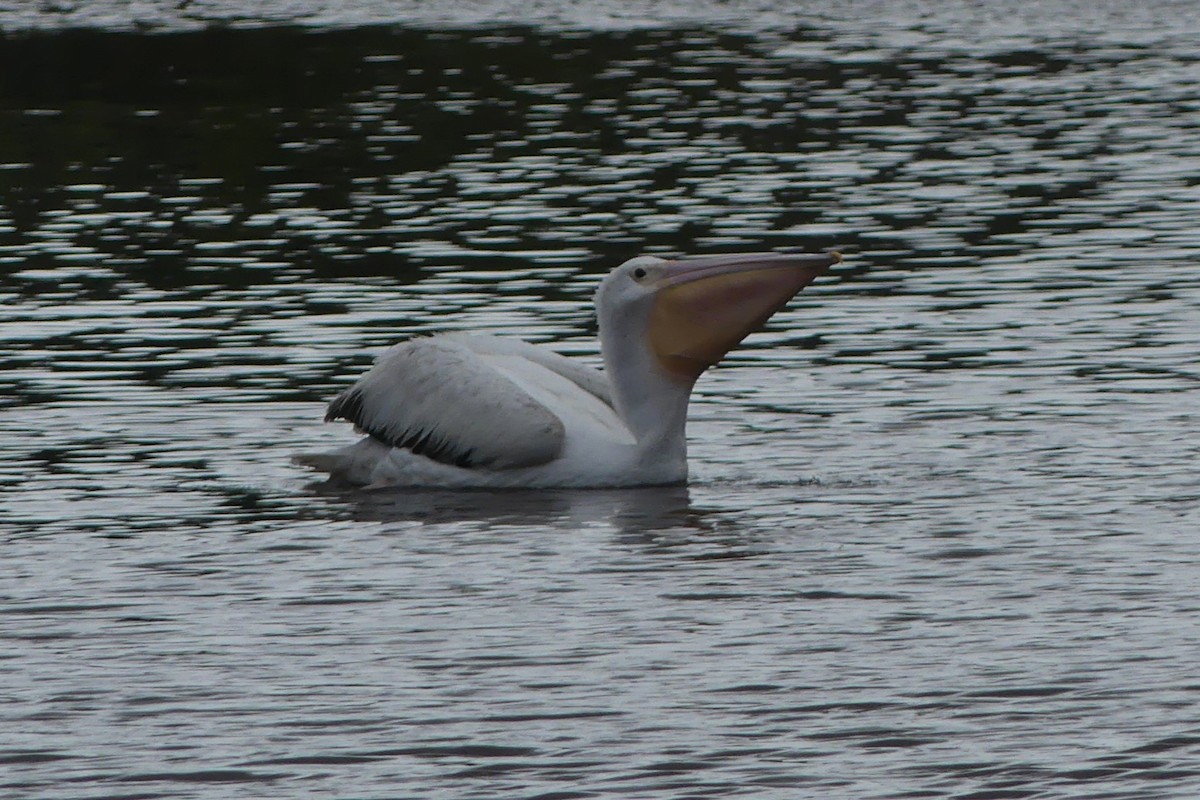 American White Pelican - ML631630442