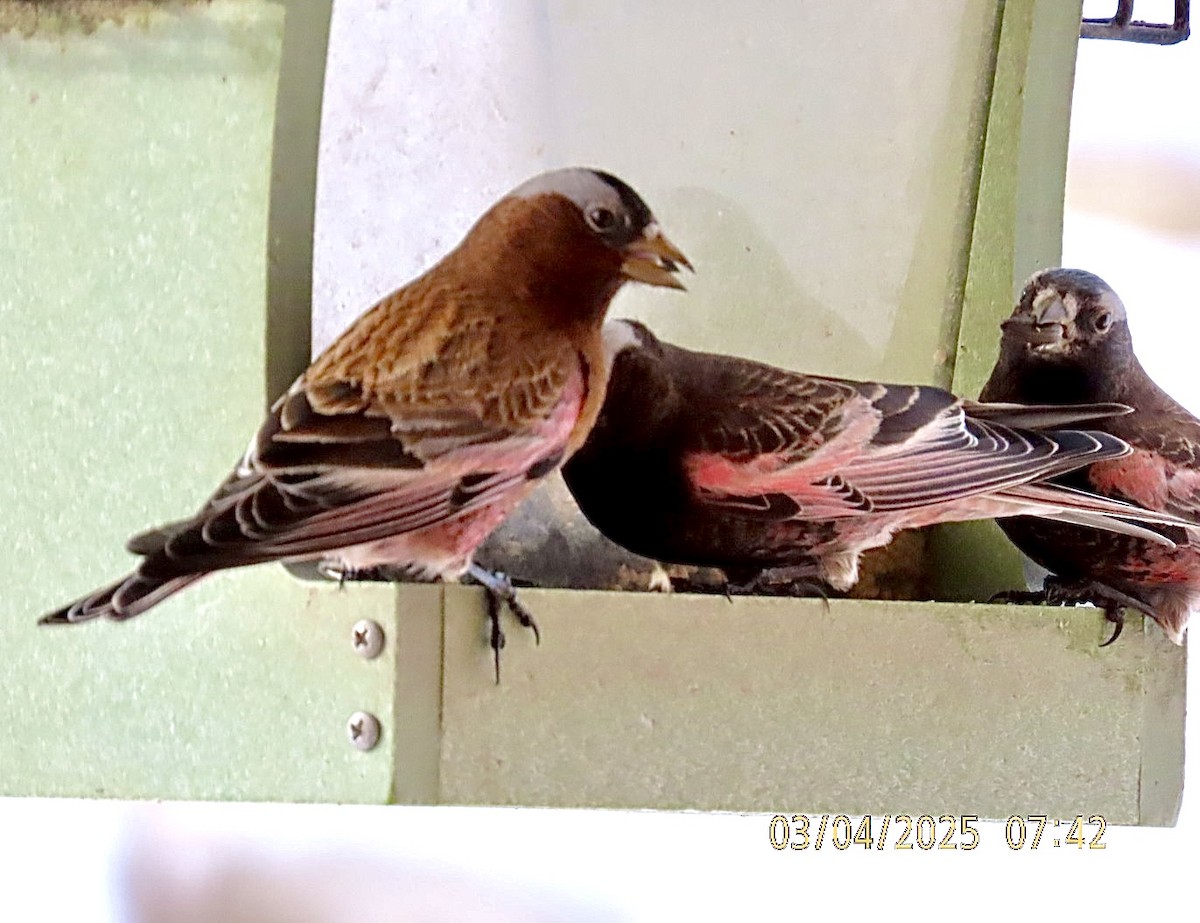Gray-crowned Rosy-Finch (Gray-crowned) - ML631630443