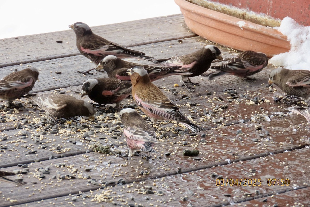 Gray-crowned Rosy-Finch (Gray-crowned) - ML631630445