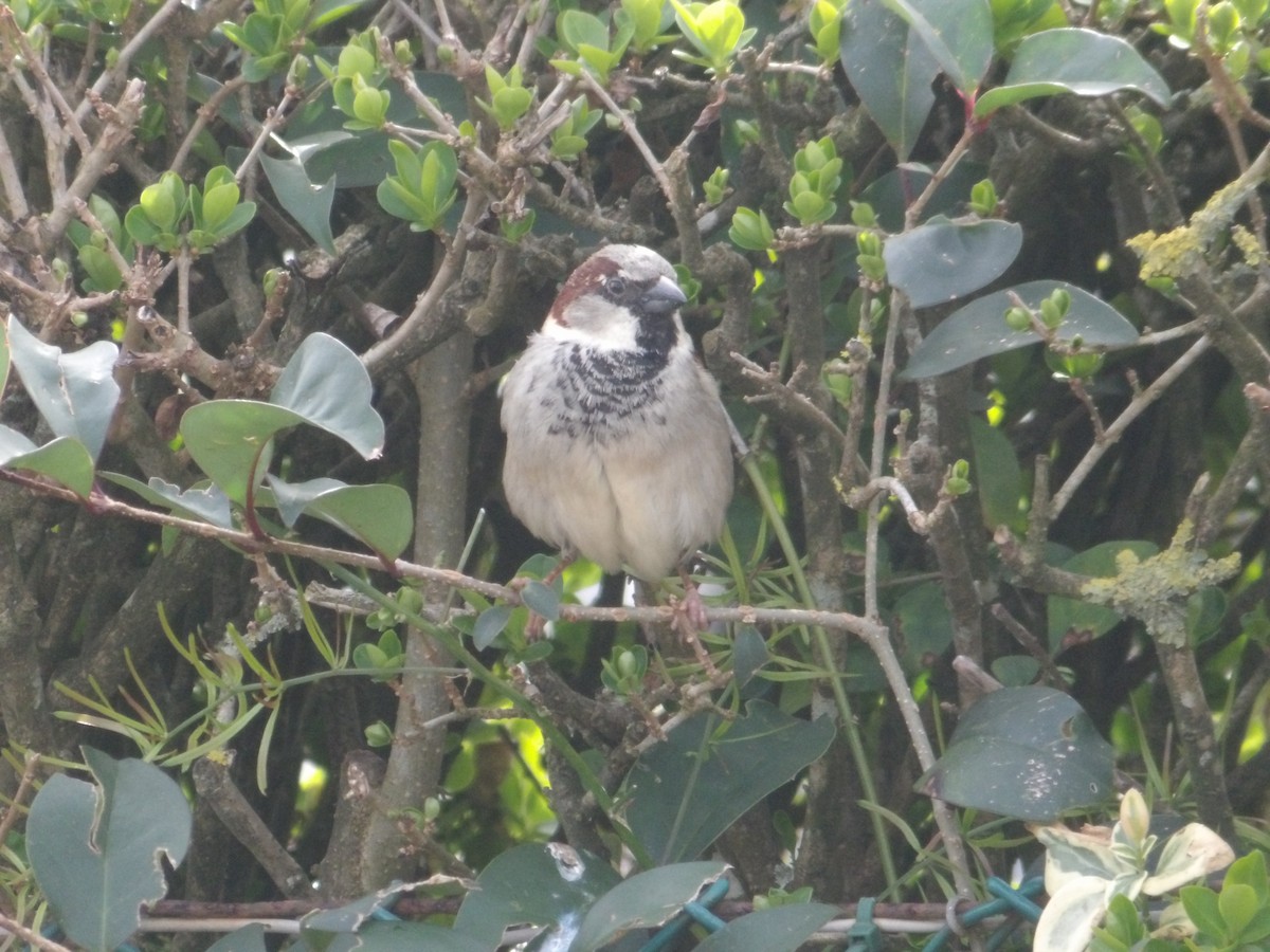 House Sparrow - ML631630479
