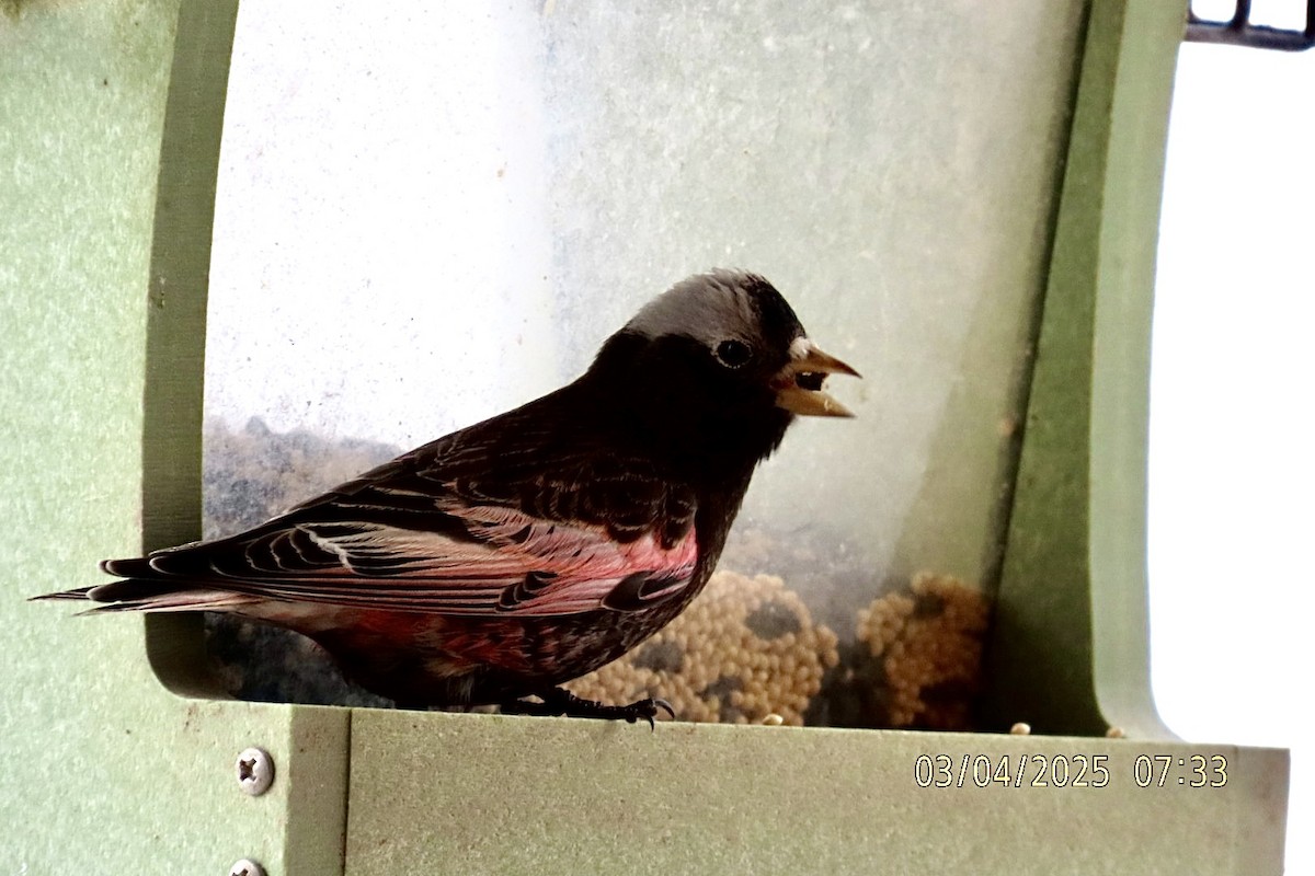 Black Rosy-Finch - ML631630490