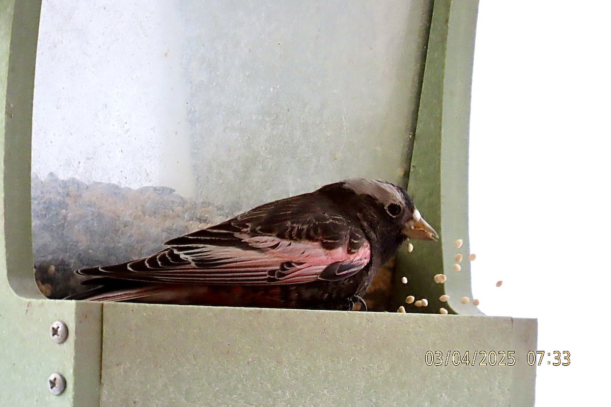 Black Rosy-Finch - ML631630491
